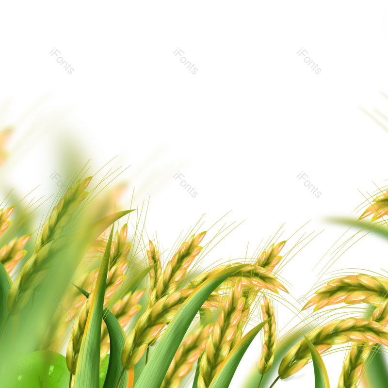 芒种图片,稻谷元素,秋天PNG,麦子免抠素材